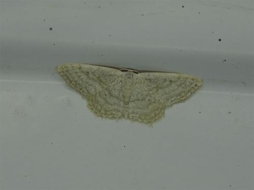 Idaea subsericeata